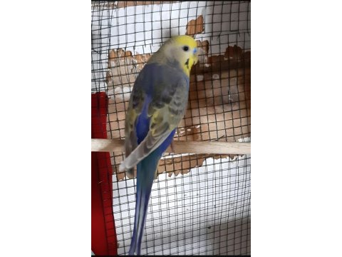 6 adet muhabbet kuşu