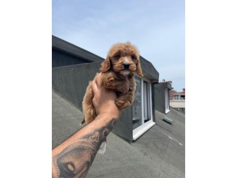Sağlık ve ırk garantili maltipoo