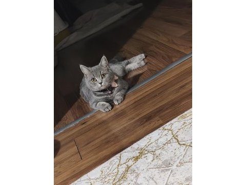 British shorthair kızımız maya için ömürlük yuva arıyoruz