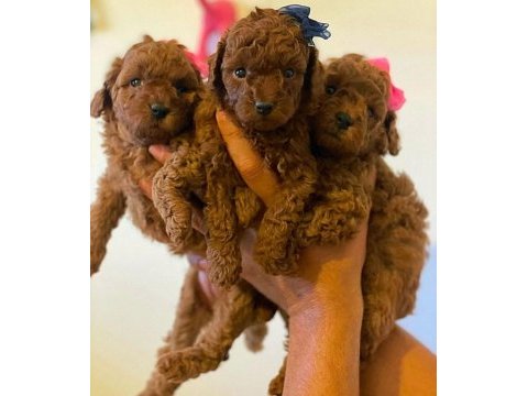 Toy poodle yavrular
