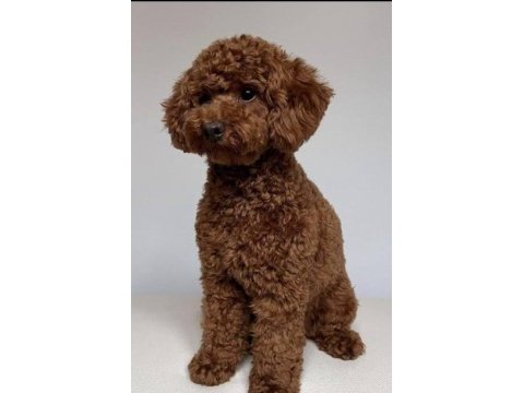 Toy poodle erkek damızlık hizmeti deneyimli sağlıklı