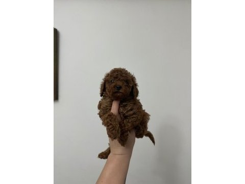 Dark redbrown kore dişi poodle