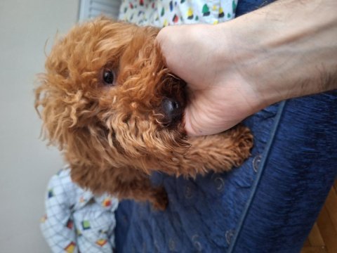 5 aylık dişi toy poodle