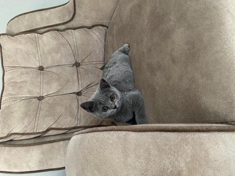 British shorthair 3 aylık