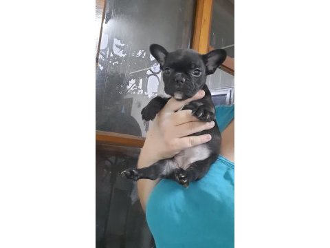 French bulldog dişi yavrular