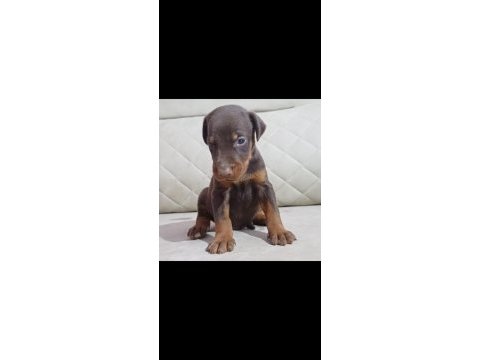 Kaliteli king dobermanlar