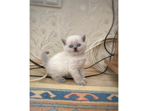 A kalite british shorthair bebekler