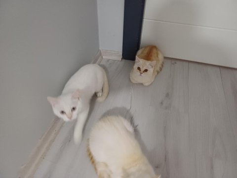 Anne exotic baba scottish iki yavru 4.5 beş aylık 2 yavru