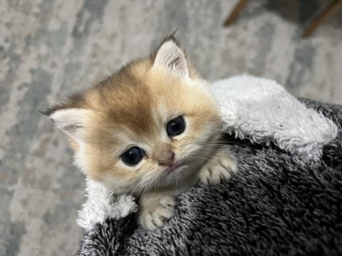 Safkan golden şecereli british shorthair kediler