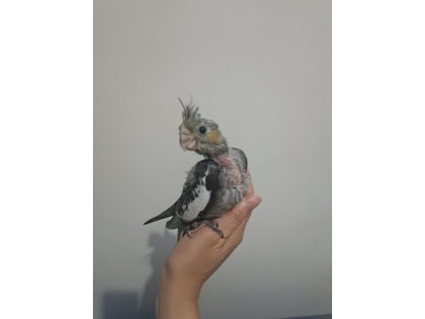 40 günlük sultan papağanı