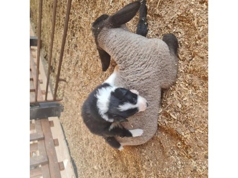 Border collie yavrular