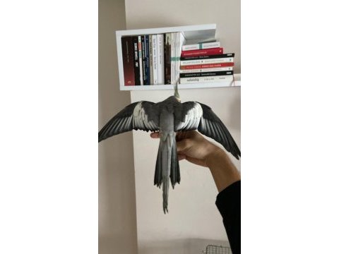 Yavrulu çift sultan papağanı