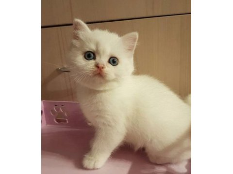 British shorthair yavruları