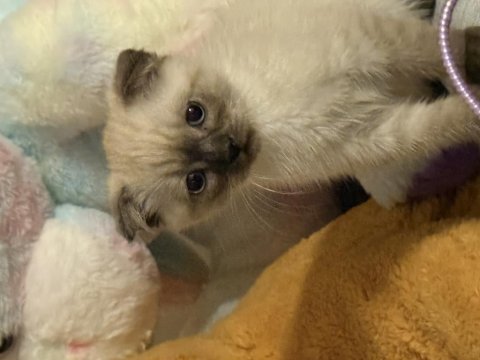 Blue point scottish fold erkek yavrumuz