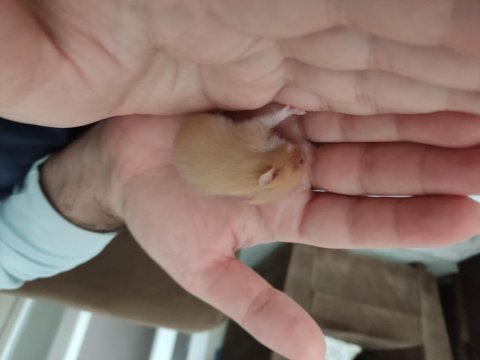 Çok tatlı minnoş hamster yavrucuklar