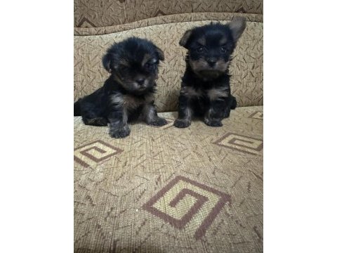 Mini boy dişi teacup yorkshire terrier