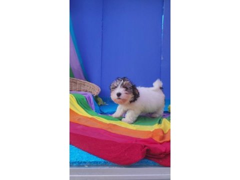 Neşe kaynağı morkie yavrularımız