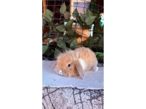 Hollanda lop ve cüce tavşanlar