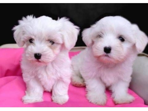 Maltese terrier sıfır no.büyümeyen oyuncular