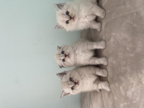 British longhair scottish fold british erkekler