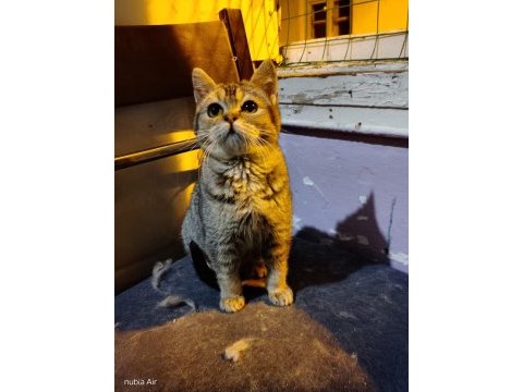 British shorthair bebeğimiz ailesini arıyor