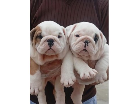 Tombiş bulldog bebekler
