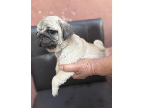 Pug mops yavru köpekler