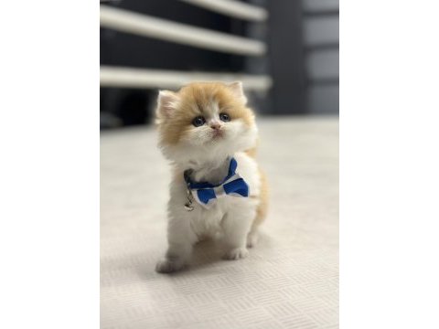 Show kalite british longhair bi color