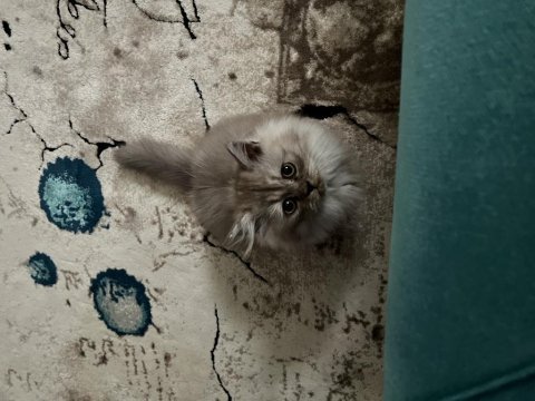 British longhair kızıma yeni yuva arıyorum