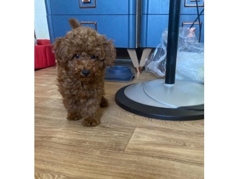 Koyu renk yavru poodle