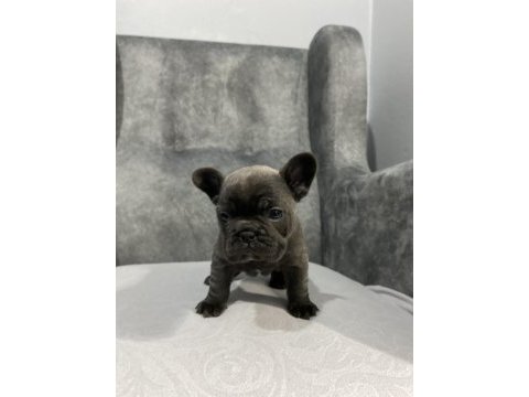 Kaliteli french bulldog yavrular