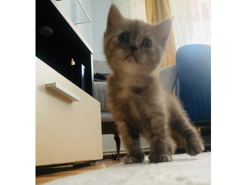 İki aylık dört scottish fold yavrumuz