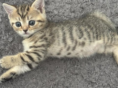 Golden british shorthair kedimiz