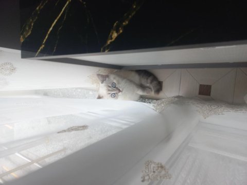 British shorthair blue point