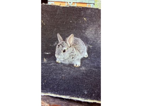 Safkan hollanda lop ve cüce tavşan yavrular