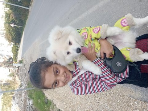 Pomeranian köpeği 4 aylık