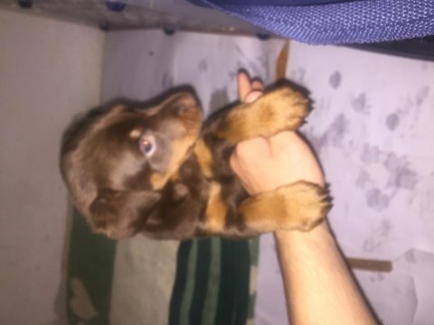 Kızıl doberman