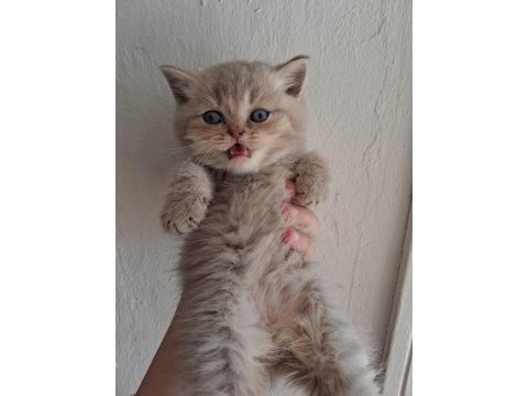 Blue golden british longhair yavrular