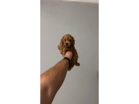 Sağlık ve ırk garantili toy poodle yavrularımız