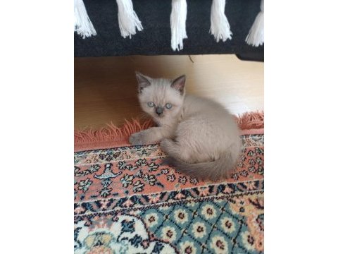 British blue point