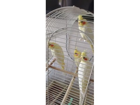 Uysal ısırma bilmeyen sultan papağanı yavruları