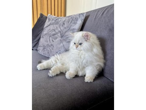Saf kanlı british longhair yavru kedimiz