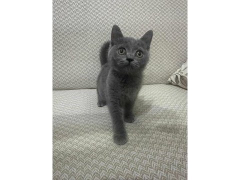 4 aylık dişi uysal british shorthair kedimiz