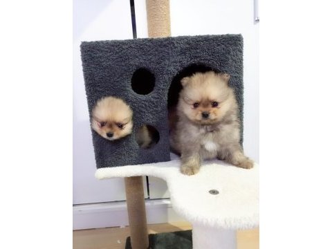 Mini boy pomeranian yavruları