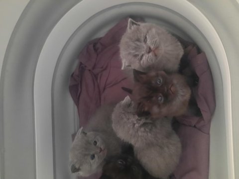 Tüy yumağı scottish fold bebeklere yuva