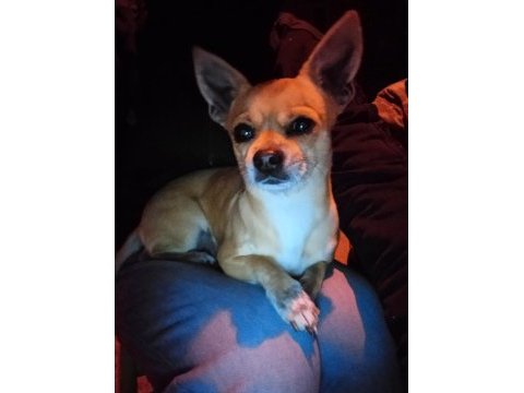 Eşleşme chihuahua 2 yaşında erkek köpeğimiz için
