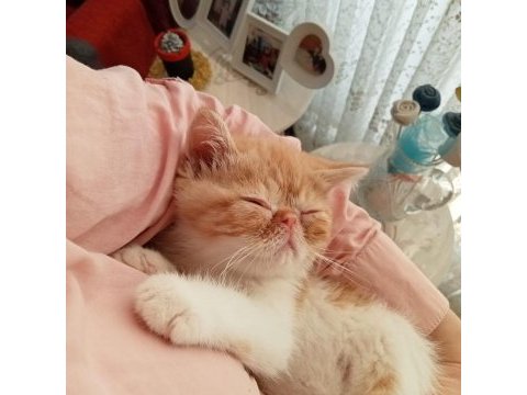 Exotic shorthair burun, şov kalite