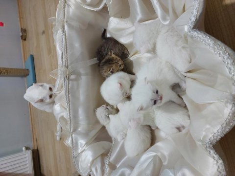 Bal kediler rezerveye açılmıştır