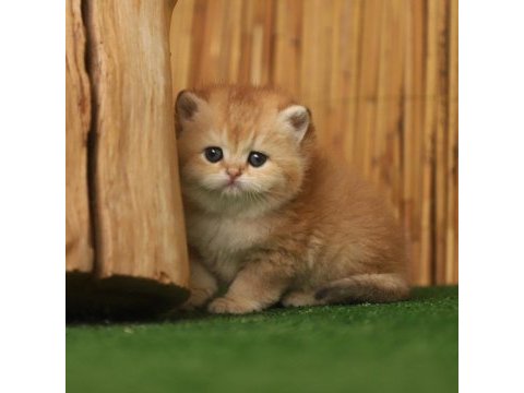 Anne baba şecereli golden british shorthair