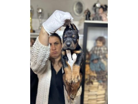Avrupa doberman yavrular